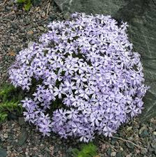 Load image into Gallery viewer, Phlox sub. 'Oakington Blue Eyes'