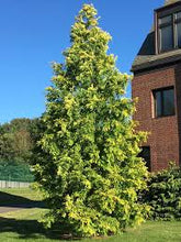 Load image into Gallery viewer, Metasequoia glyp. 'Gold Rush'