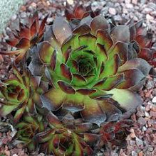 Load image into Gallery viewer, Sempervivum 'Black Selection'