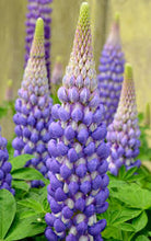 Load image into Gallery viewer, Lupinus 'Persian Slipper'