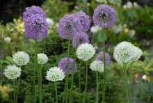 Load image into Gallery viewer, Allium 'Gladiator'