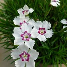 Load image into Gallery viewer, Dianthus mtn. Frost 'White Twinkle'