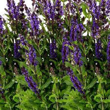 Load image into Gallery viewer, Salvia nem. 'Noble Knight'