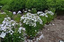 Load image into Gallery viewer, Phlox 'Flame Light Blue'