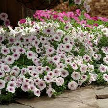 Load image into Gallery viewer, Petunia 'Shock Wave Pink vein'
