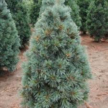 Load image into Gallery viewer, Pinus heldr. 'Indigo Eyes' Iseli®