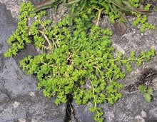 Load image into Gallery viewer, Herniaria glabra - Green Carpet