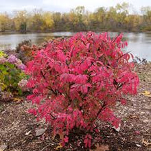 Load image into Gallery viewer, Euonymus atal. 'Fire Ball Seedless'