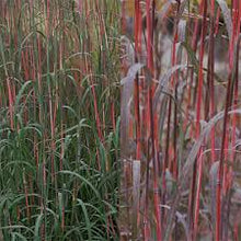 Load image into Gallery viewer, Andropogon ger. 'Holy Smoke'