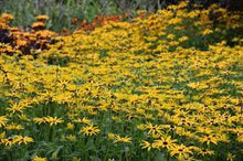 Load image into Gallery viewer, Rudbeckia Fulgida var. Deamii