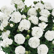 Load image into Gallery viewer, Dianthus cary. 'Sunflor Cosmos'