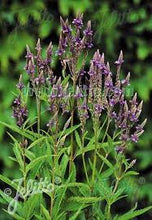 Load image into Gallery viewer, Verbena hastata 'Blue Spires'