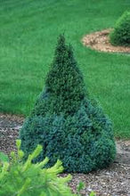 Load image into Gallery viewer, Picea glauc. 'Sanders Blue'