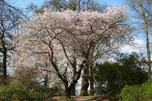 Load image into Gallery viewer, Prunus x yedoensis