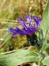 Load image into Gallery viewer, Centaurea montana - Mountain bluet