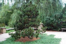 Load image into Gallery viewer, Pinus heldr. 'Indigo Eyes' Iseli®