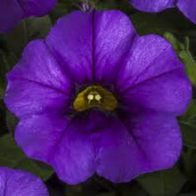 Load image into Gallery viewer, Calibrachoa 'Callie Blue'