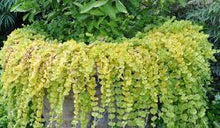 Load image into Gallery viewer, Lysimachia nummularia 'Golden Creeping Jenny'