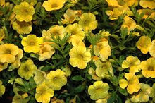 Load image into Gallery viewer, Calibrachoa 'Callie yellow'