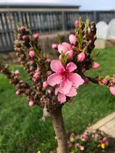 Load image into Gallery viewer, Prunus Nectarine 'Nectar Babe'