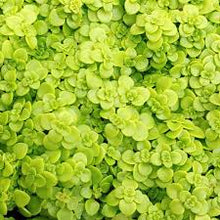 Load image into Gallery viewer, Sedum makinoi 'Ogon'