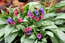 Load image into Gallery viewer, Pulmonaria 'Silver Bouquet'