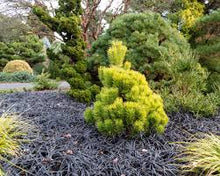 Load image into Gallery viewer, Pinus mugo. 'Wintersonne'