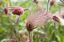 Load image into Gallery viewer, Geum Triflorum - Prairie Smoke