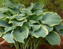 Load image into Gallery viewer, Hosta 'Regal & Splendor'