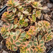 Load image into Gallery viewer, Sedum 'What a Doozie'