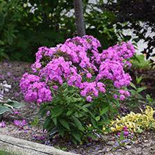 Load image into Gallery viewer, Phlox pan. 'Flame Lilac'
