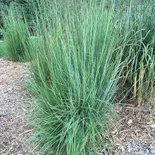 Load image into Gallery viewer, Schizachyrium 'Blaze' - Little Bluestem