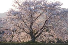 Load image into Gallery viewer, Prunus x yedoensis