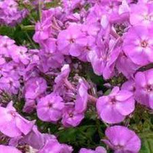 Load image into Gallery viewer, Phlox pan. 'Flame Lilac'