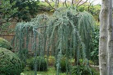 Load image into Gallery viewer, Cedrus deoda 'Glauca Pendula'