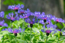 Load image into Gallery viewer, Centaurea montana - Mountain bluet