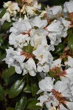 Load image into Gallery viewer, Rhododendron 'Snow Lady'