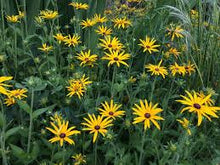 Load image into Gallery viewer, Rudbeckia Fulgida var. Deamii