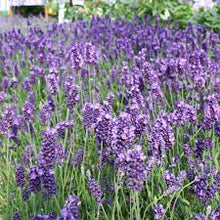Load image into Gallery viewer, Lavandula 'La Diva Vintage Violet'
