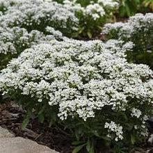 Load image into Gallery viewer, Iberis semp. 'Snowsation'