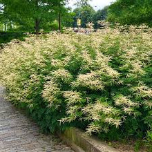 Load image into Gallery viewer, Aruncus 'Horatio'