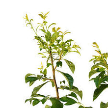 Load image into Gallery viewer, Prunus sal. 'Alderman' Plum