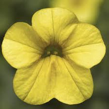 Load image into Gallery viewer, Calibrachoa 'Callie yellow'