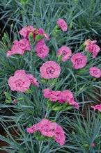 Load image into Gallery viewer, Dianthus AP 'Bumbleberry Pie'