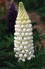 Load image into Gallery viewer, Lupinus 'Polar Princess'