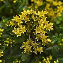 Load image into Gallery viewer, Sedum 'Yellow Diamonds'
