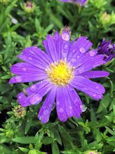 Load image into Gallery viewer, Aster 'Kickin Purple'