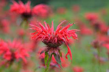 Load image into Gallery viewer, Monarda 'Gardenview Scarlet'