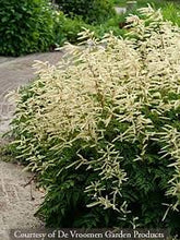 Load image into Gallery viewer, Aruncus 'Horatio'