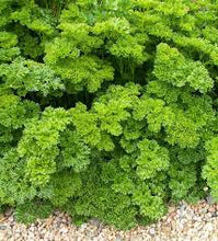Load image into Gallery viewer, Petroselinum Curled- Parsley